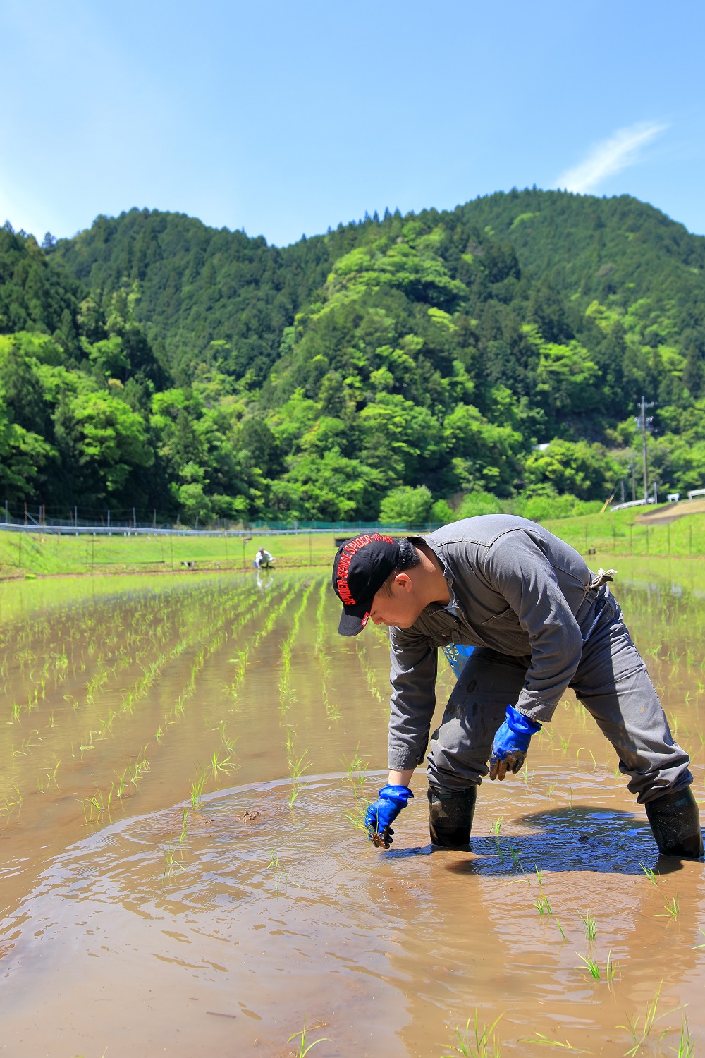 田植え